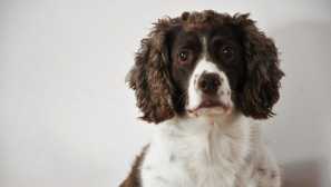 English springer spaniel: charakteristiky plemene a historie původu